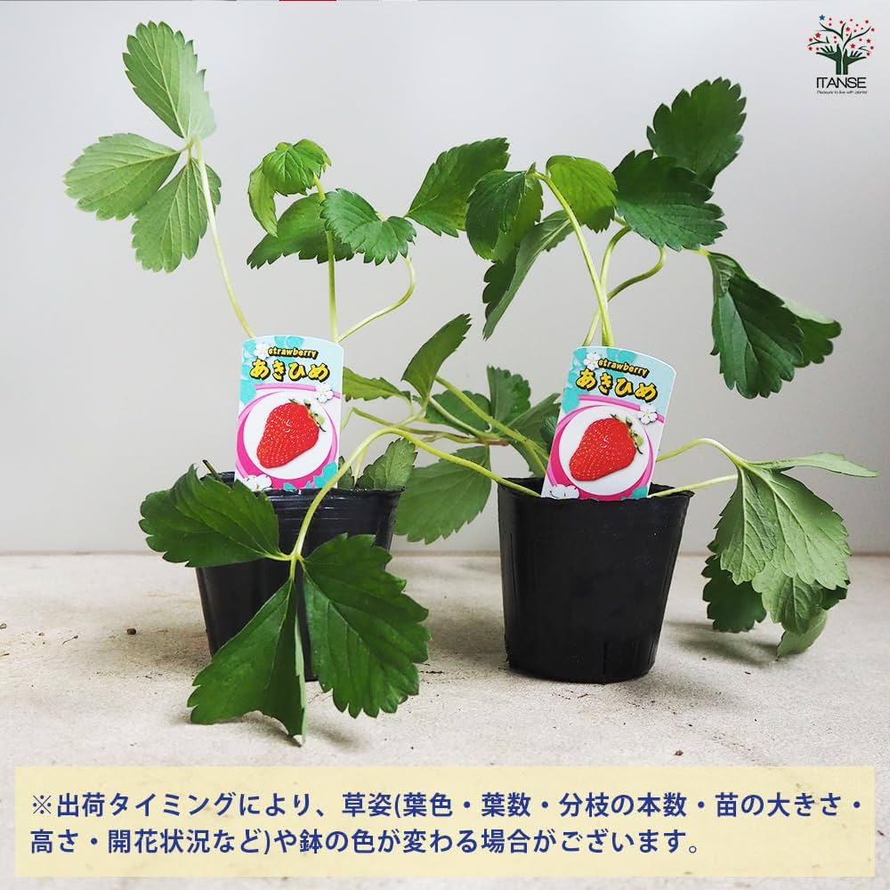Amazon.co.jp: ITANSE いちご苗 章姫 3号 2個セット 品種